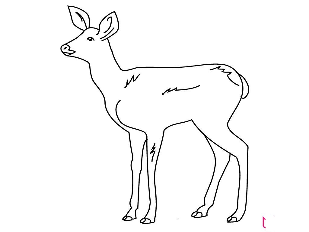 小动物简笔画大全可爱，超全的小动物画法