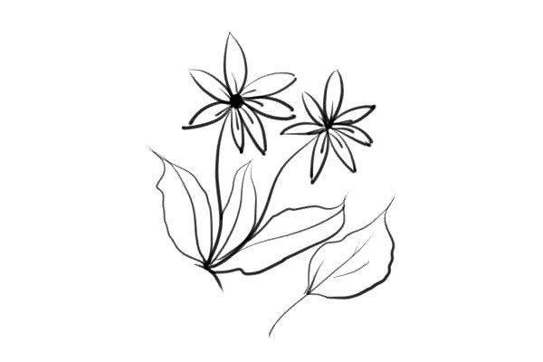 漂亮的小花花简单画法简笔画