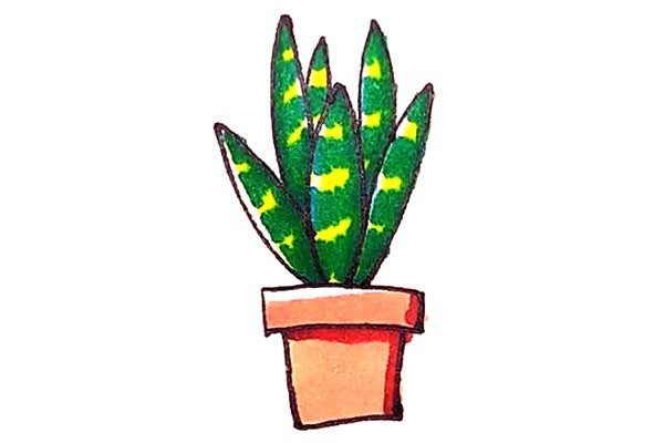 虎皮兰简笔画