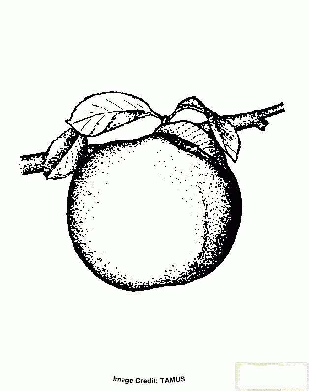 李树上的李子简笔画