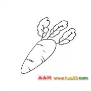 细长的萝卜简笔画4