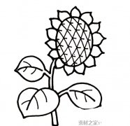 手绘向日葵简笔画图片
