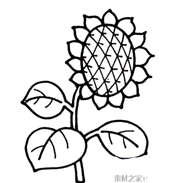 手绘向日葵简笔画图片