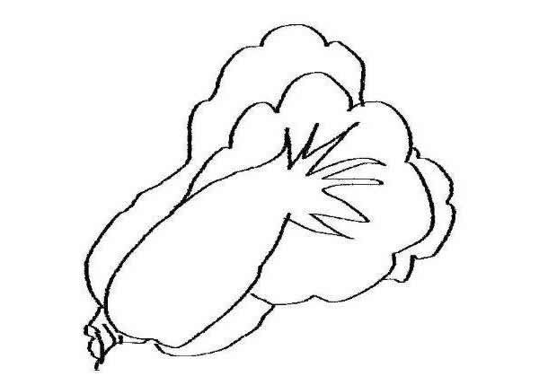 简笔画白菜的画法