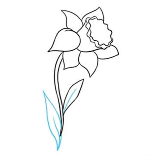 黄水仙花简笔画步骤图