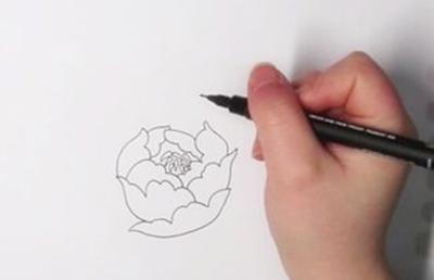 漂亮的牡丹花简笔画