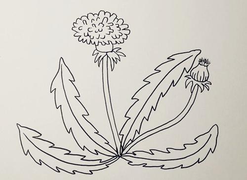 蒲公英简笔画步骤图