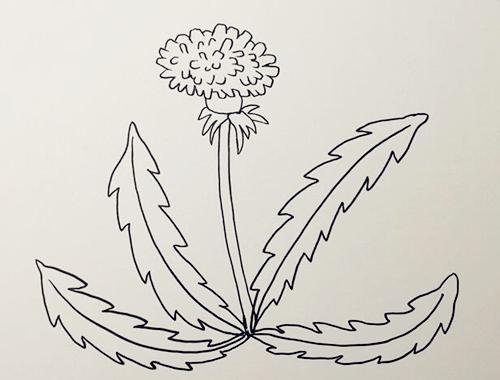蒲公英简笔画步骤图