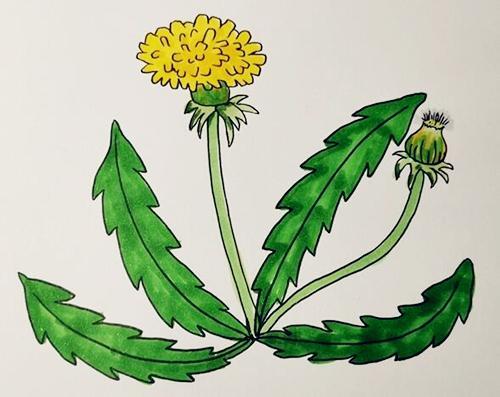 蒲公英简笔画步骤图