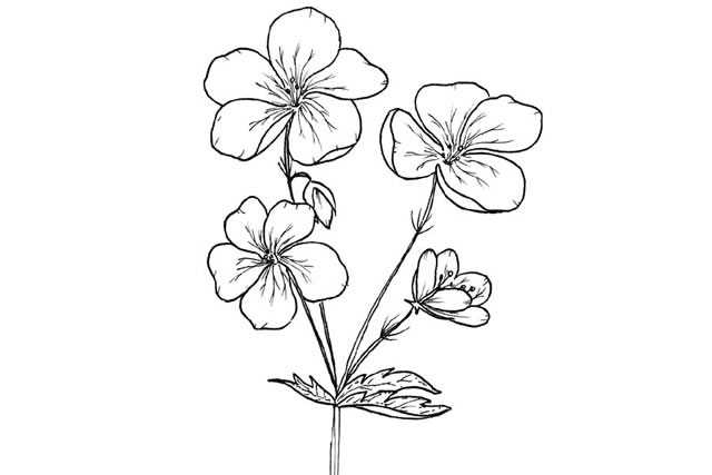 手绘黑白花朵简笔画图片