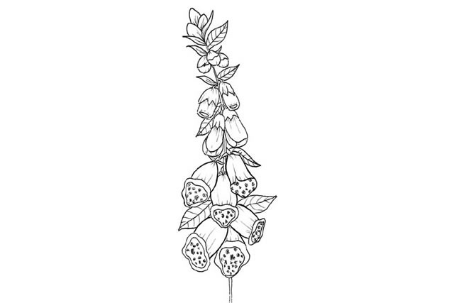 手绘黑白花朵简笔画图片