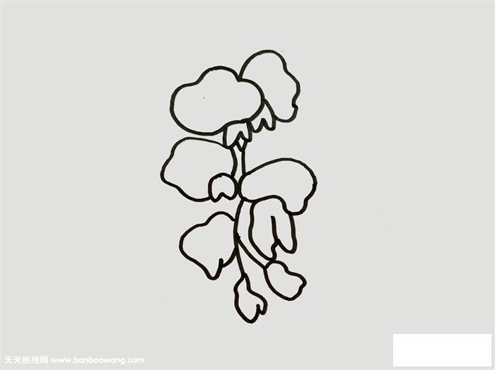 紫藤花怎么画