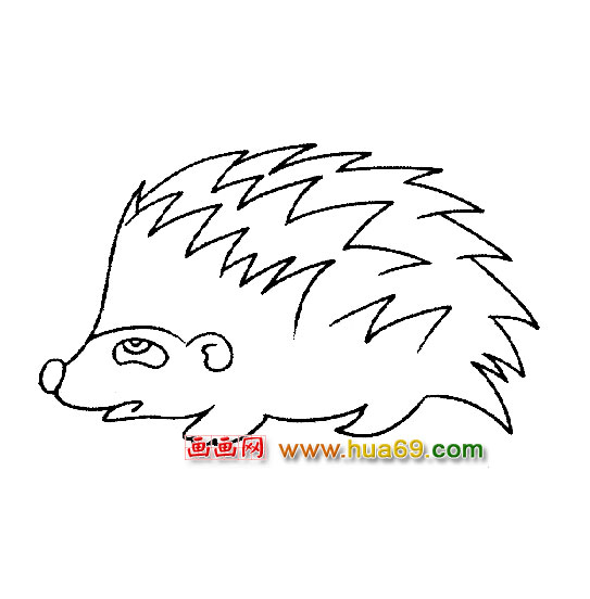 动物简笔画│刺猬3