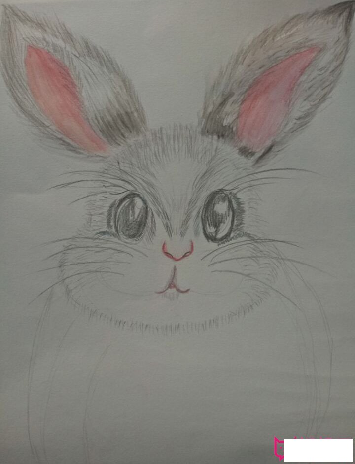 小动物简笔画图片，超萌小兔子简笔画