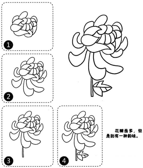 漂亮菊花简笔画图片步骤