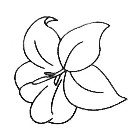 百合花简笔画大全及画法步骤
