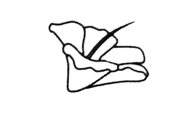 扶桑花简笔画