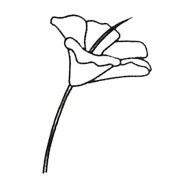 扶桑花简笔画