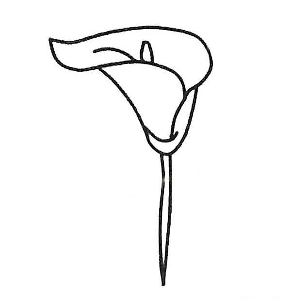 马蹄莲简笔画
