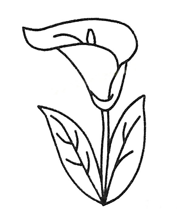 马蹄莲简笔画