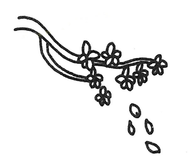 樱花简笔画图片