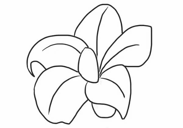 桔梗花简笔画教程