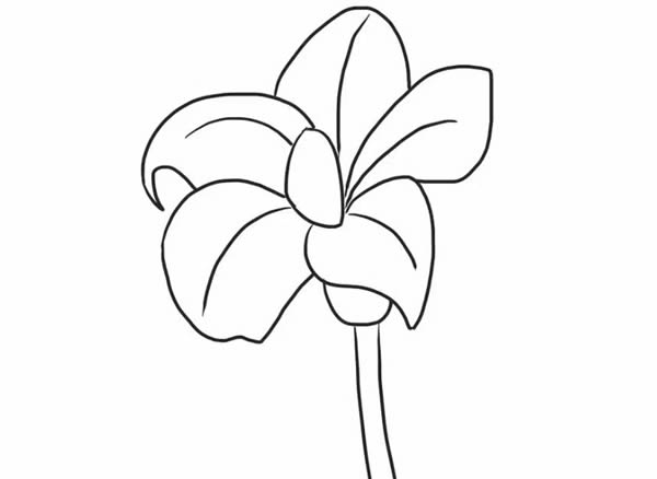 桔梗花简笔画教程