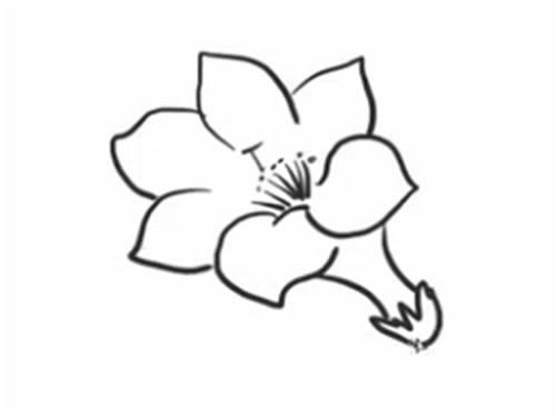 杜鹃花简笔画的画法步骤图