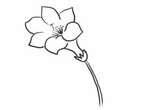杜鹃花简笔画的画法步骤图