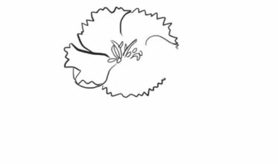 康乃馨简笔画