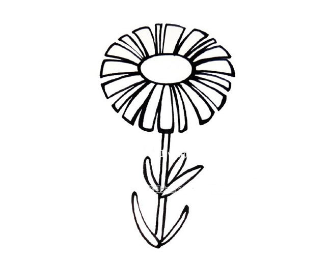 漂亮的雏菊简笔画