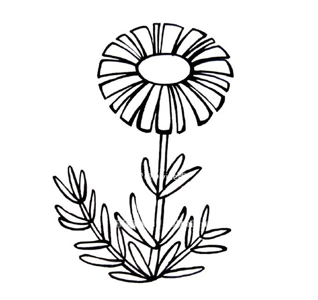 漂亮的雏菊简笔画