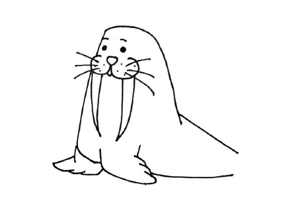 小海象简笔画步骤6