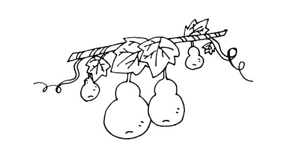 藤蔓上的葫芦简笔画