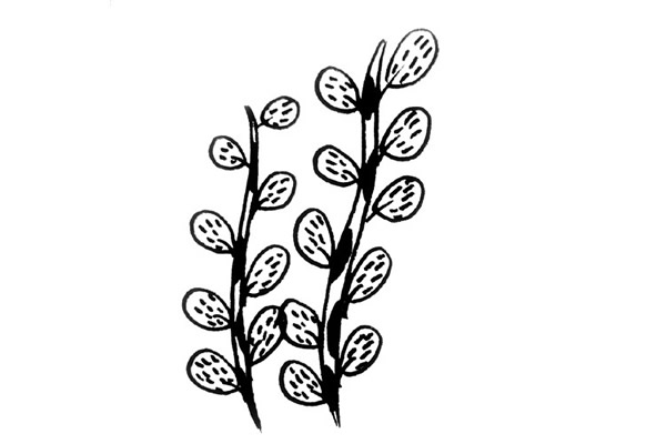 植物的画法