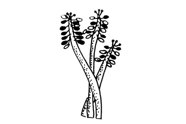 植物的画法
