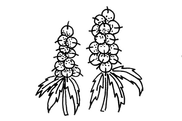 植物的画法