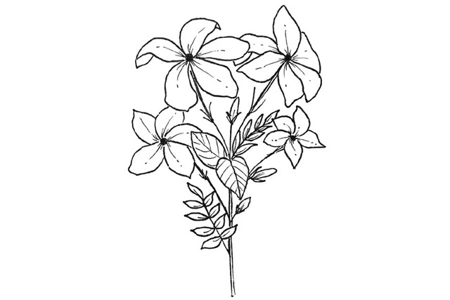 漂亮的鲜花花朵简笔画图片3