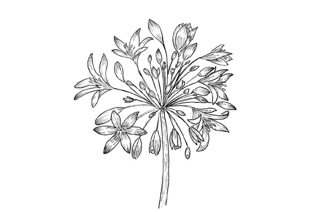 漂亮的鲜花花朵简笔画图片4