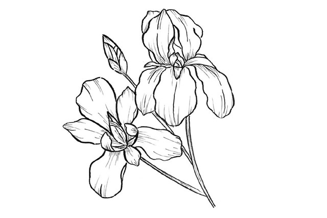 漂亮的鲜花花朵简笔画图片5