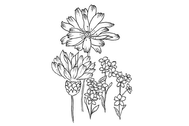 漂亮的鲜花花朵简笔画图片6
