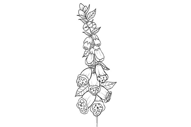 漂亮的鲜花花朵简笔画图片7