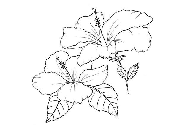 漂亮的鲜花花朵简笔画图片8