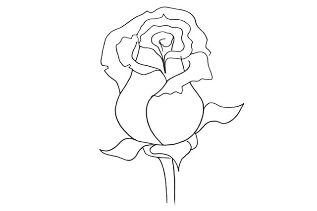 漂亮的粉色玫瑰花简笔画