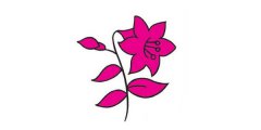 百合花简笔画步骤教程及图片大全