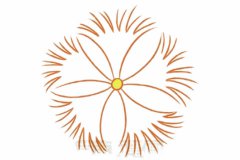 石竹花简笔画的画法步骤教程及图片大全