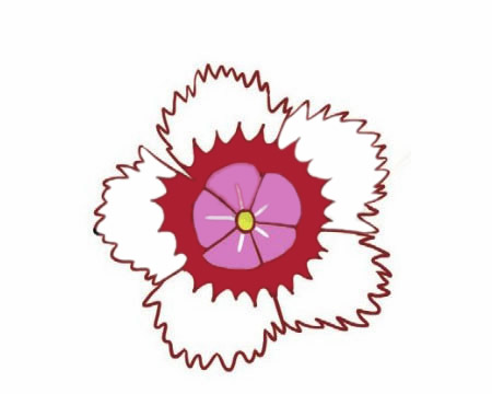 石竹花简笔画图片