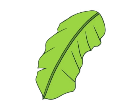 芭蕉树简笔画图片