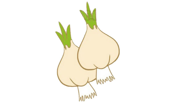 大蒜简笔画图片
