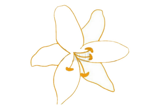 百合花简笔画图片